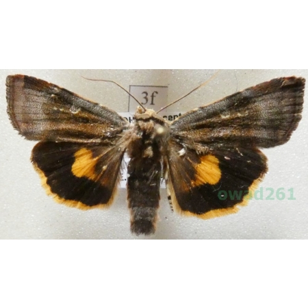 Noctua janthina Denis & Schiffermüller, 1775 Rolnica przepaska Czech3f